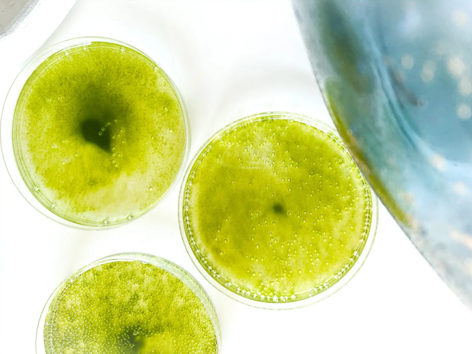 Microalgae cultures in petri dishes at the Particula biorefinery
